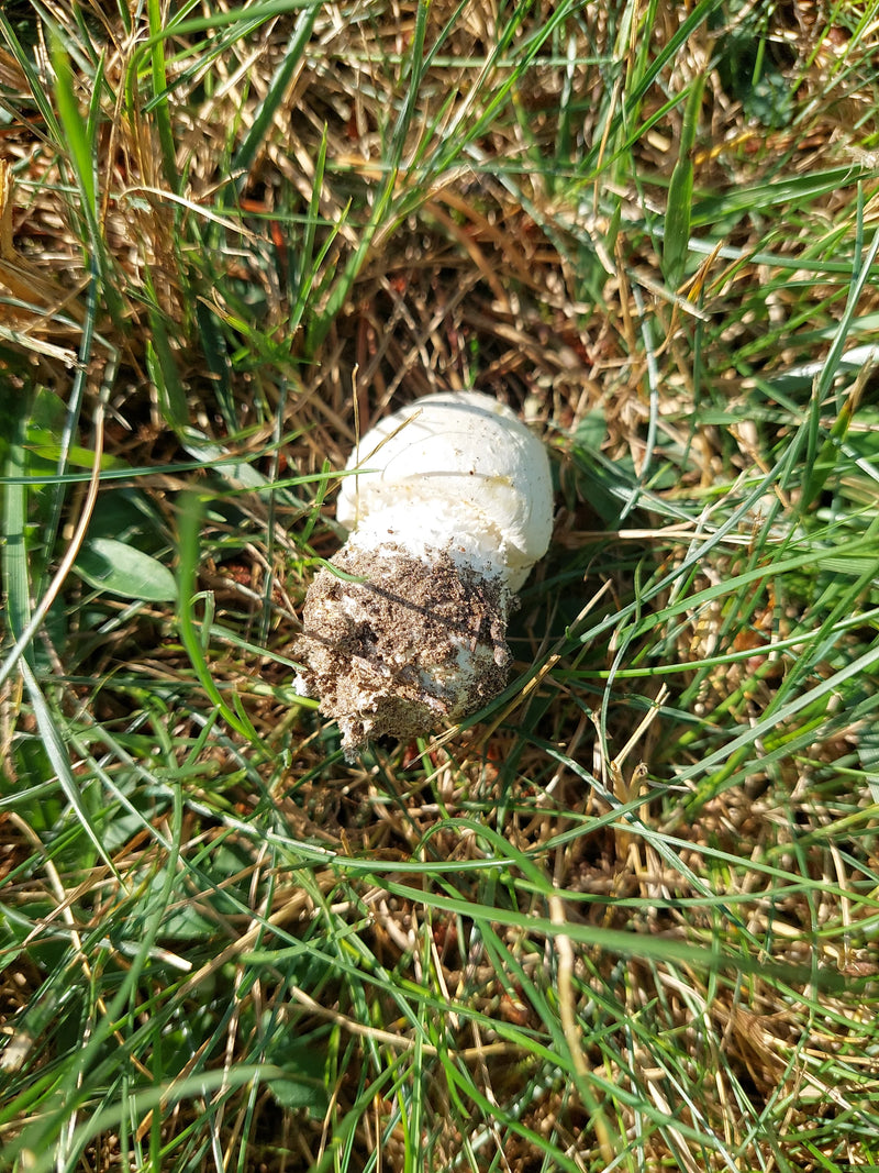 Egerling (champignon) — photo 3 sur 14