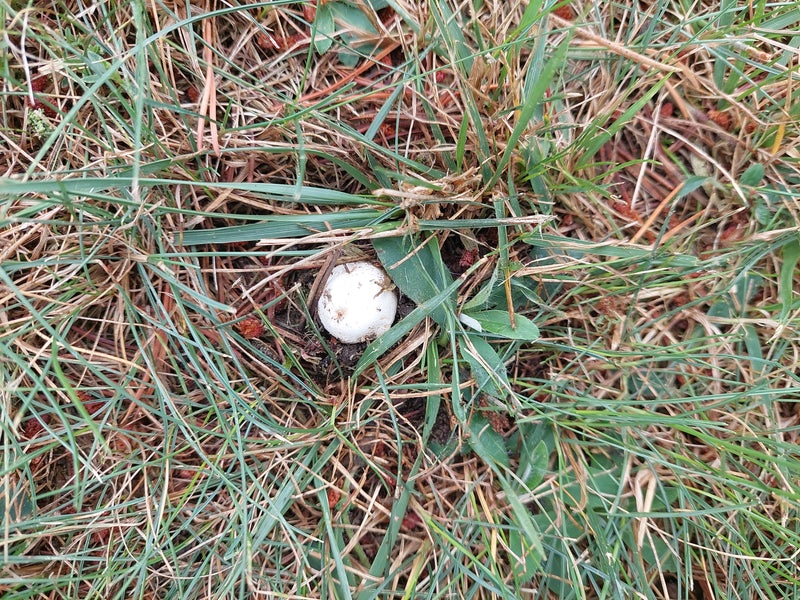 Egerling (champignon) — photo 4 sur 14