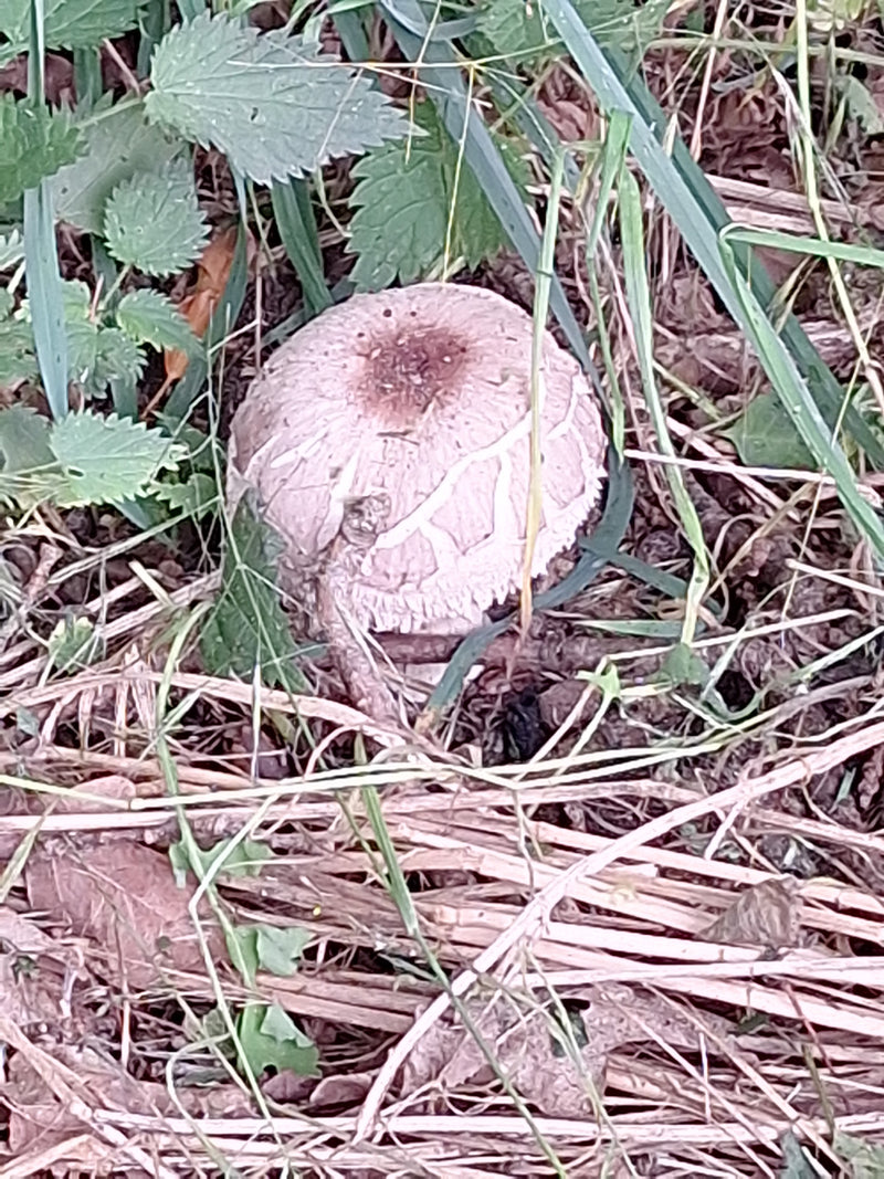 Egerling (champignon) — photo 2 sur 14