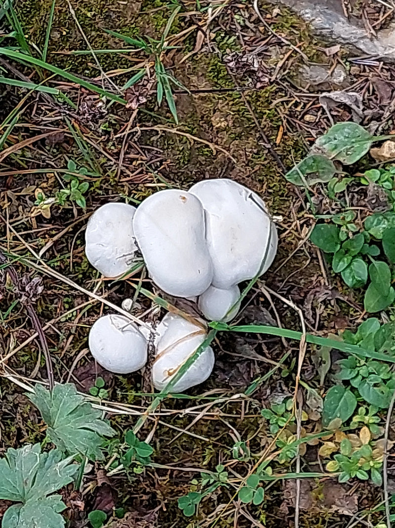 Un groupe de champignons blancs pousse en touffe serrée sur un sol couvert d'aiguilles et de mousse.
