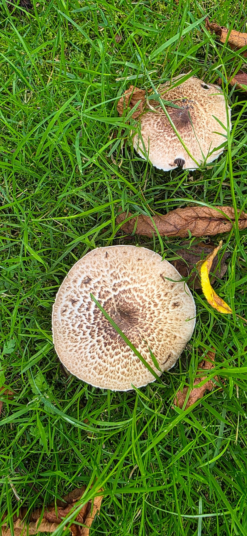 Egerling (champignon) — photo 5 sur 14