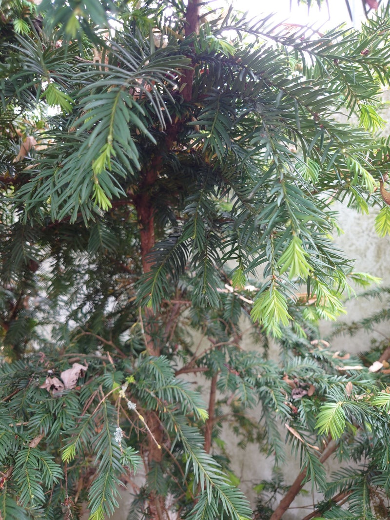 On voit les branches densément couvertes d'aiguilles et le tronc rougeâtre d'un if. Les pousses fraîches aux extrémités affichent un vert vif.