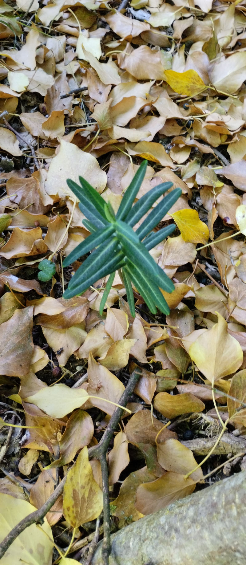 On aperçoit un petit plant d'if aux aiguilles vert foncé. Il pousse au milieu de feuilles sèches sur le sol de la forêt.