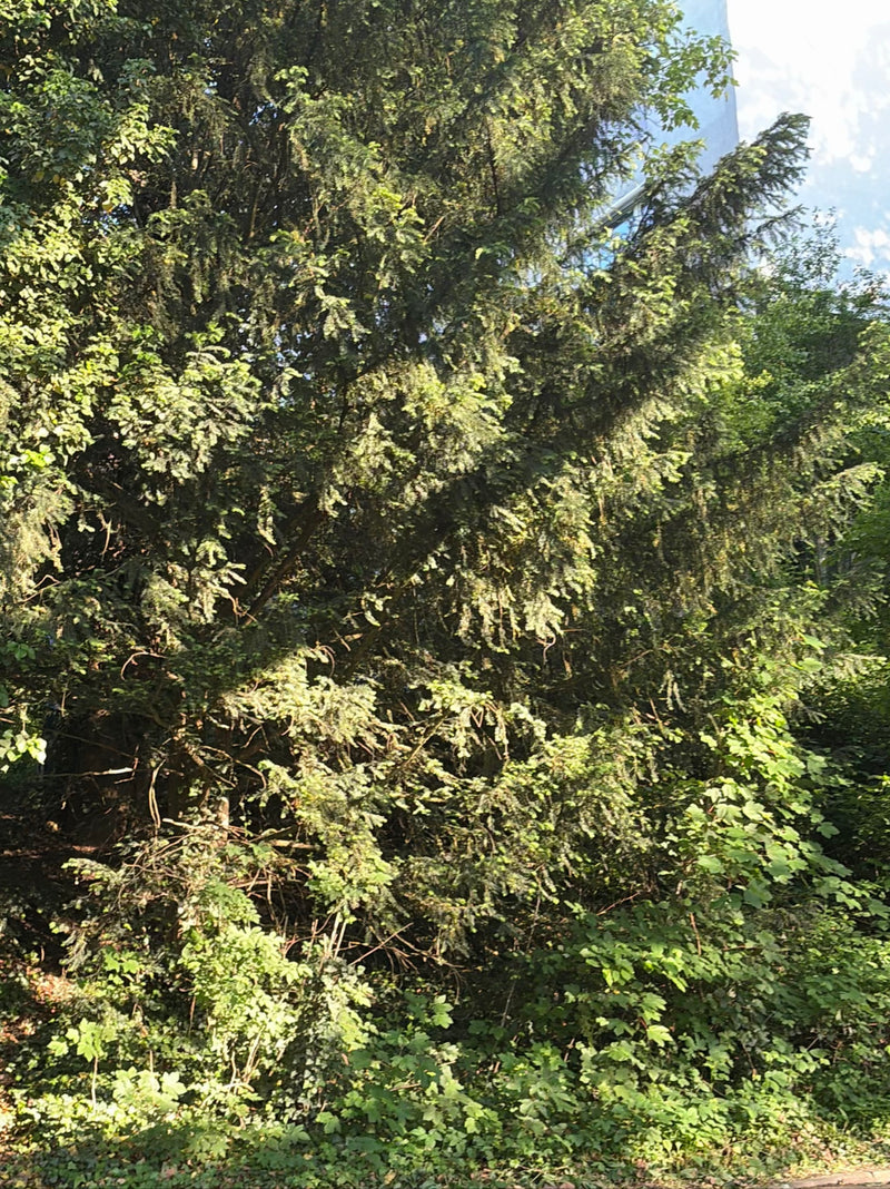 On aperçoit un if adulte au feuillage dense et aux branches sombres. L'arbre se trouve dans un environnement naturel.