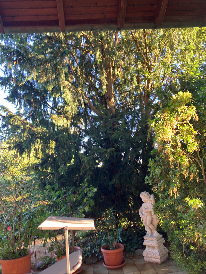 On peut voir un grand conifère mature au feuillage sombre poussant dans un jardin. Au premier plan, il y a des pots de fleurs et une petite statue sur une te...