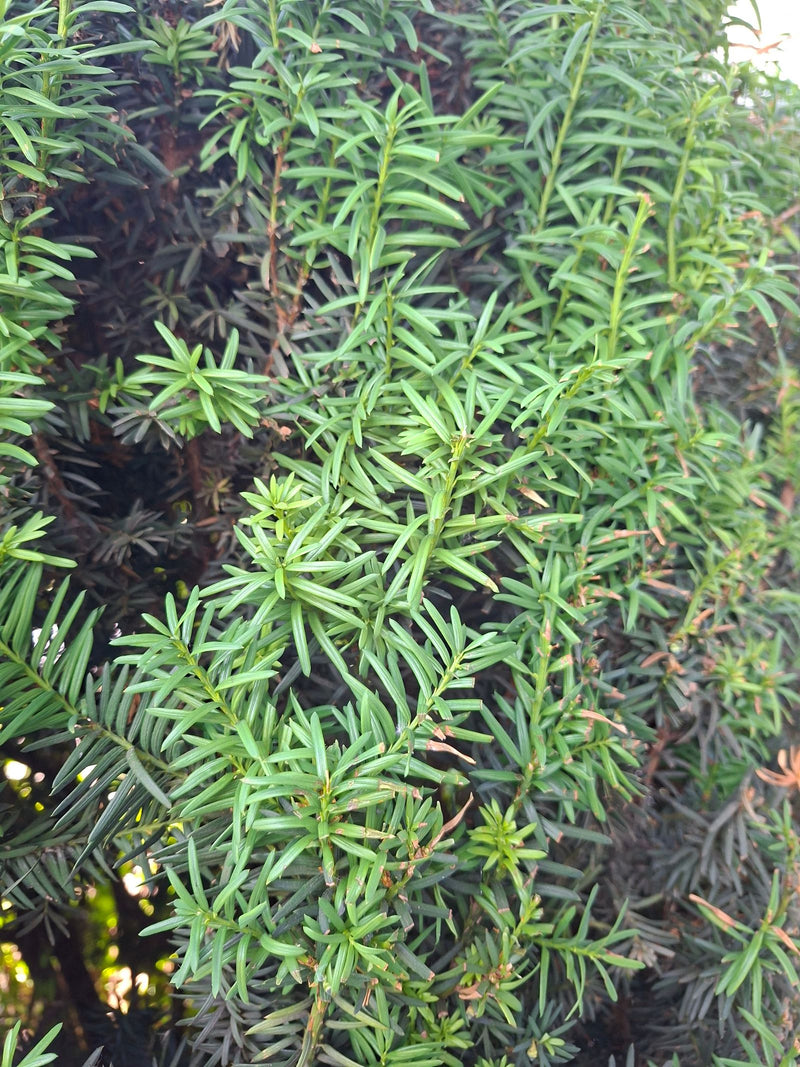 On peut voir une branche dense avec les aiguilles vert foncé typiques d'un if. L'image montre la fine ramification et l'aiguisage du conifère.