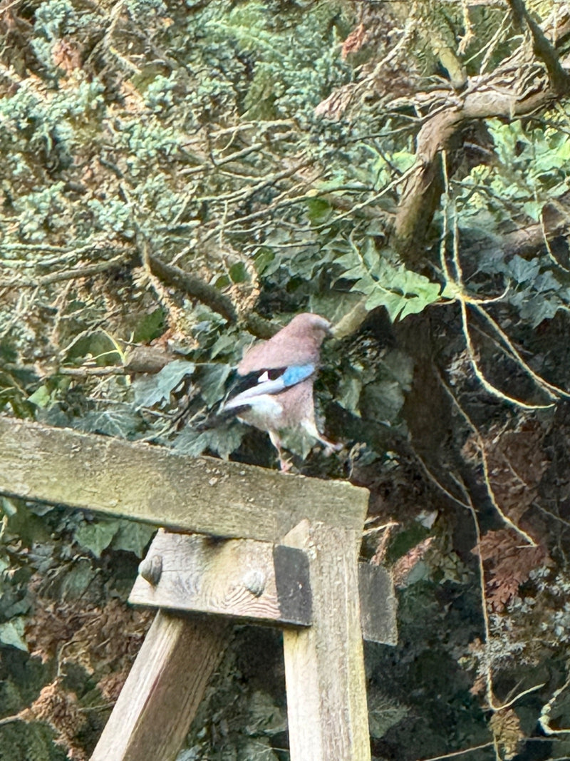 Un geai des chênes est perché sur une poutre en bois devant une végétation dense.