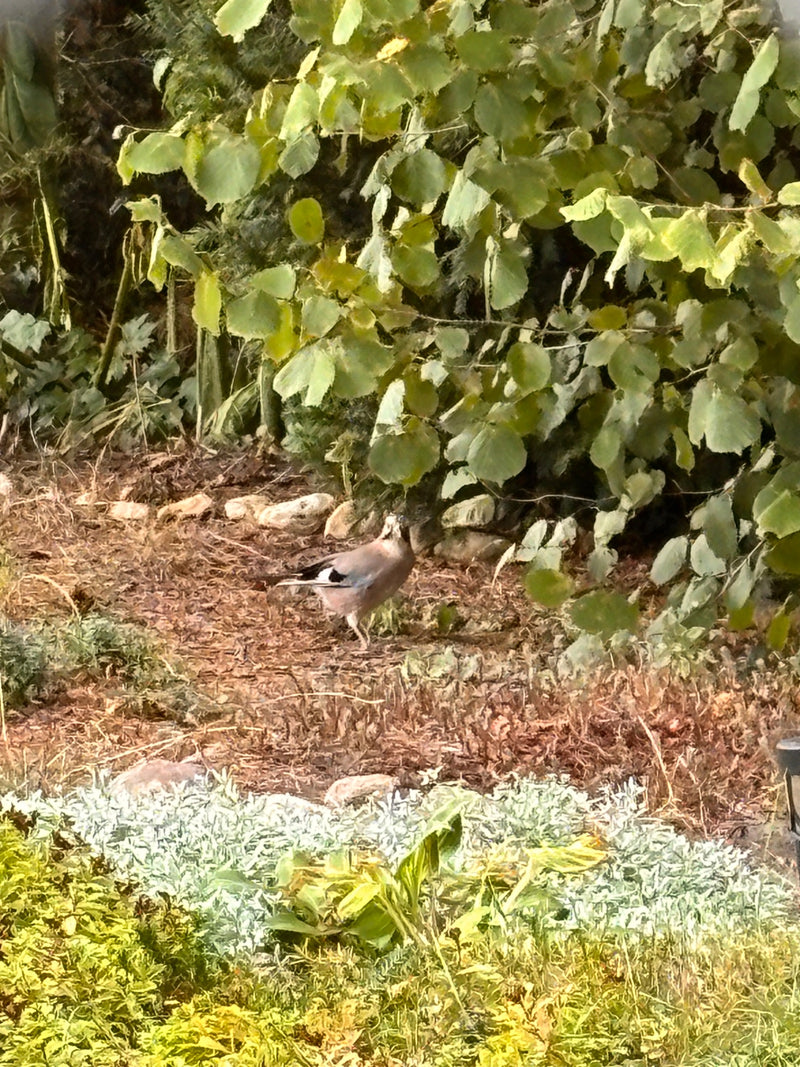 Un geai des chênes se tient au sol devant un mur dense de buissons et d'arbres. Son plumage et ses marques bleues caractéristiques sur les ailes sont bien vi...