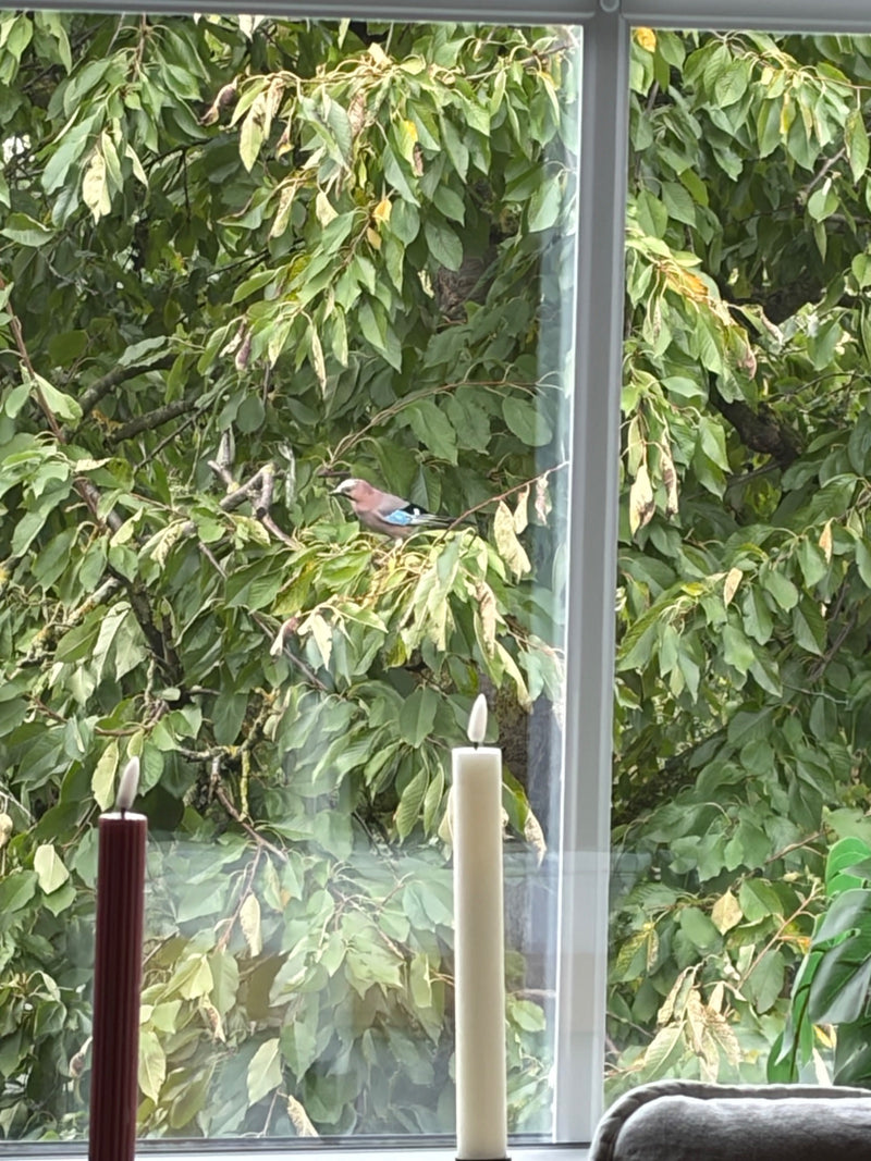 Un geai des chênes est perché sur une branche au milieu du feuillage devant une fenêtre.