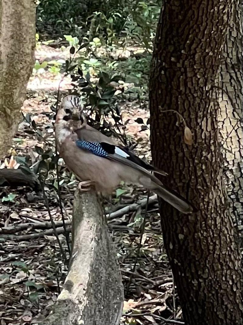 Un geai des chênes est posé sur une branche dans une forêt et regarde vers la caméra. Ses motifs d'ailes bleus et noirs caractéristiques sont bien visibles.