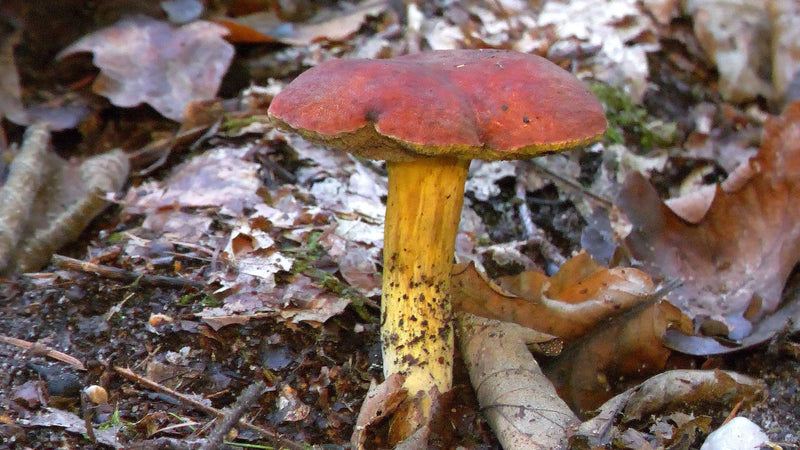 Eichen-Filzröhrling — photo 1 sur 1