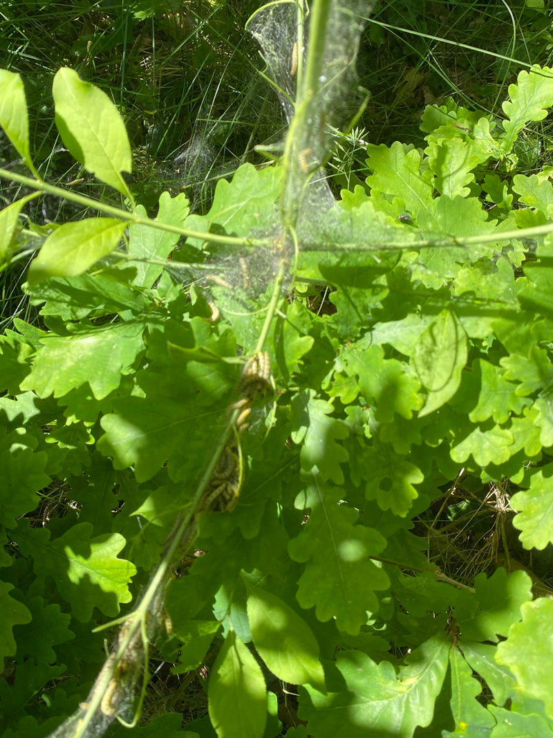 Papillon du chêne — Bild 1