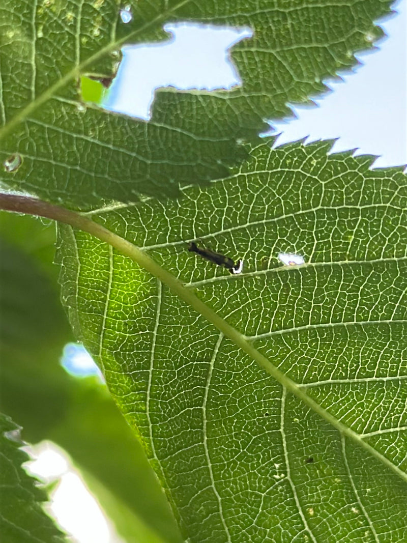 Un gendarme ou un insecte similaire est posé sur le dessous d'une feuille verte. L'insecte est très petit par rapport à la feuille.