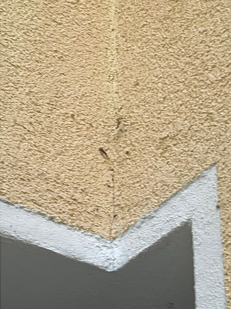 Bug Web du chêne — photo 4 sur 29