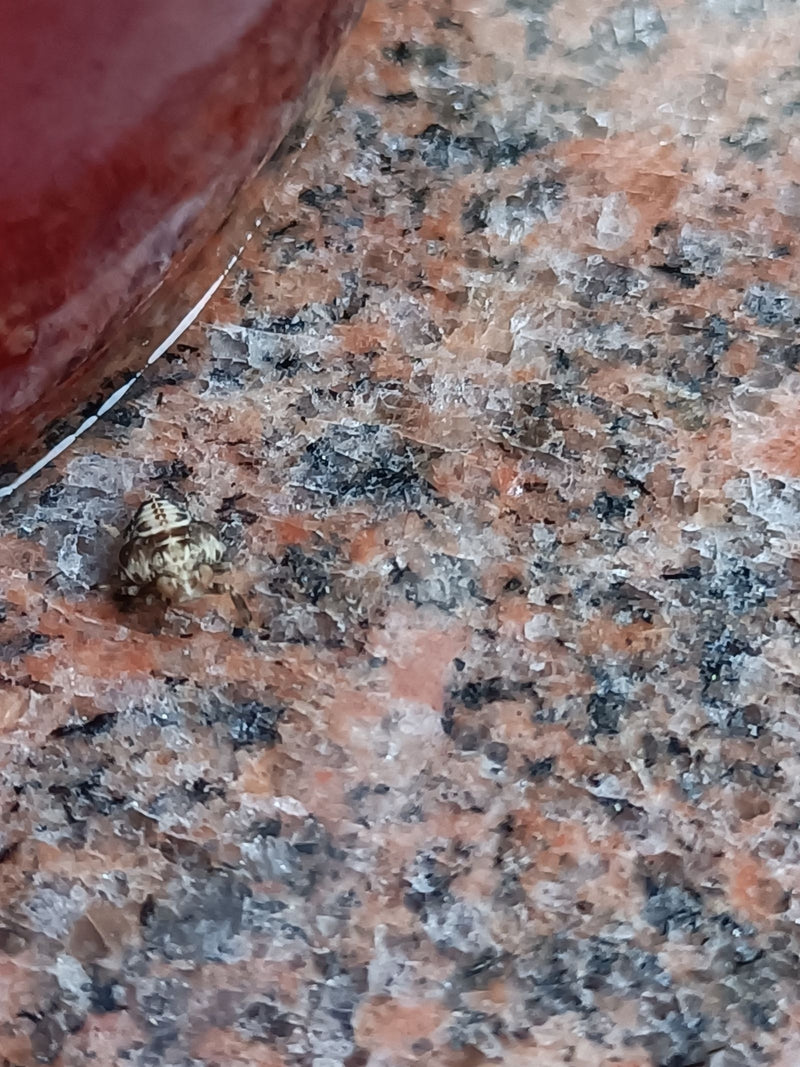 Une jeune puce du chêne est posée sur une surface en pierre à motifs. Le petit insecte est bien visible.