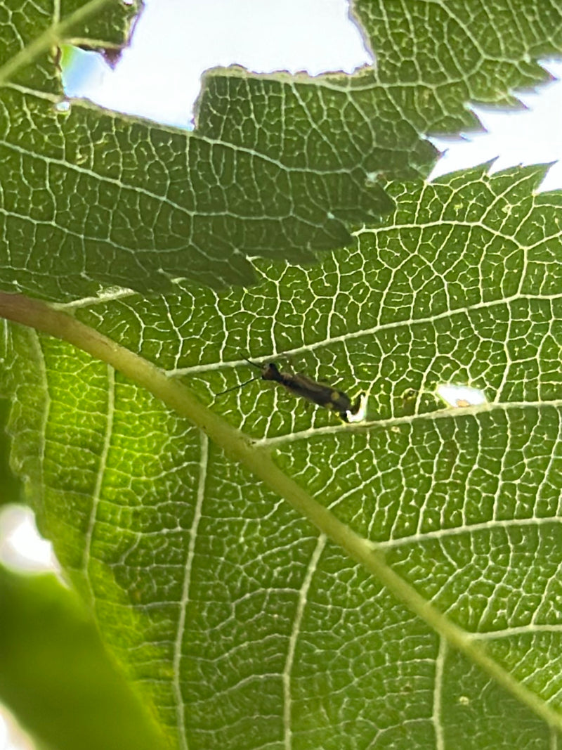 Bug Web du chêne — photo 2 sur 29