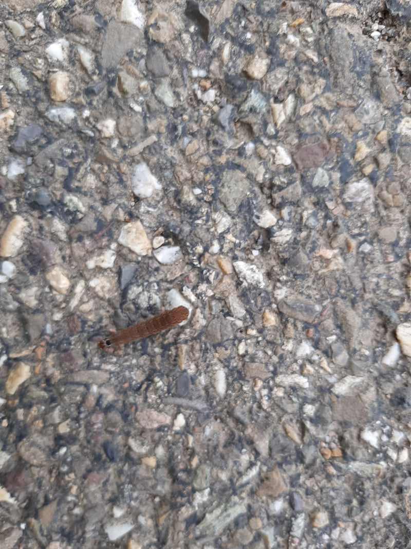 Chenille processionnaire du chêne — Bild 1