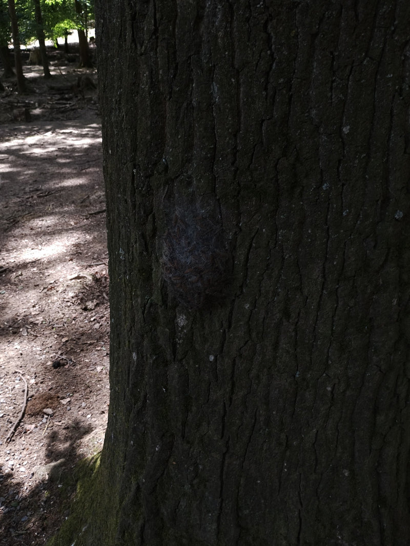 L'image montre un nid gris argenté de la processionnaire du chêne sur l'écorce d'un tronc d'arbre sombre. De nombreuses chenilles sont serrées les unes contr...