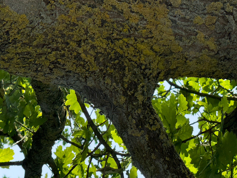 Plusieurs chenilles de la processionnaire du chêne sont regroupées sur l'écorce rugueuse d'un tronc d'arbre. Des feuilles de chêne vertes et un ciel clair so...