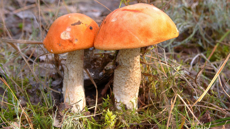Deux sporophores de bolet orangé aux chapeaux orange vif et aux pieds blanchâtres et écailleux poussent côte à côte sur le sol forestier.