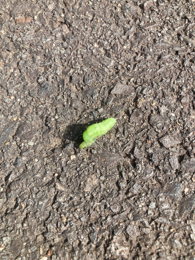 Une chenille verte de la halias du chêne rampe sur un asphalte rugueux.