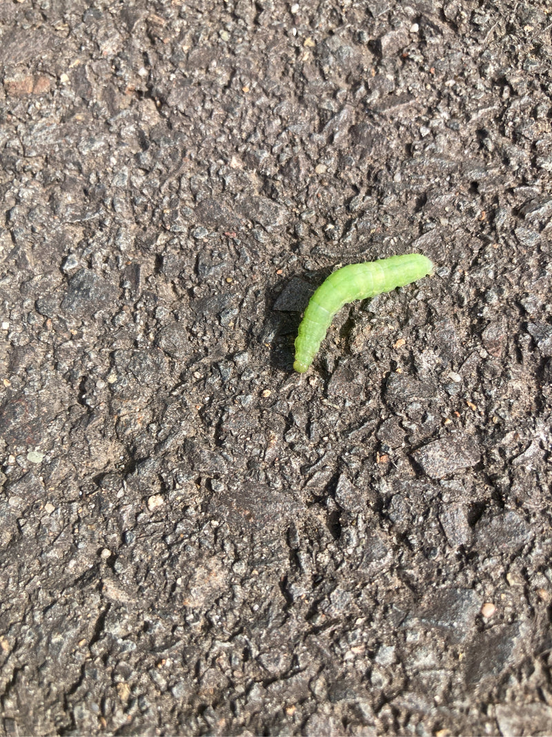 Une chenille vert vif de la halias du chêne rampe sur une surface d'asphalte sombre et rugueuse.