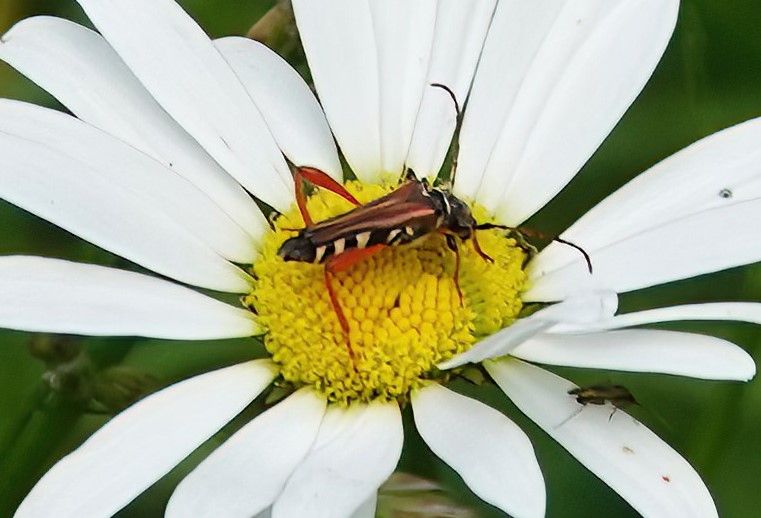 Un Clyte arès est posé sur le centre jaune d'une fleur de marguerite blanche. L'insecte montre clairement son motif noir et jaune caractéristique et ses patt...