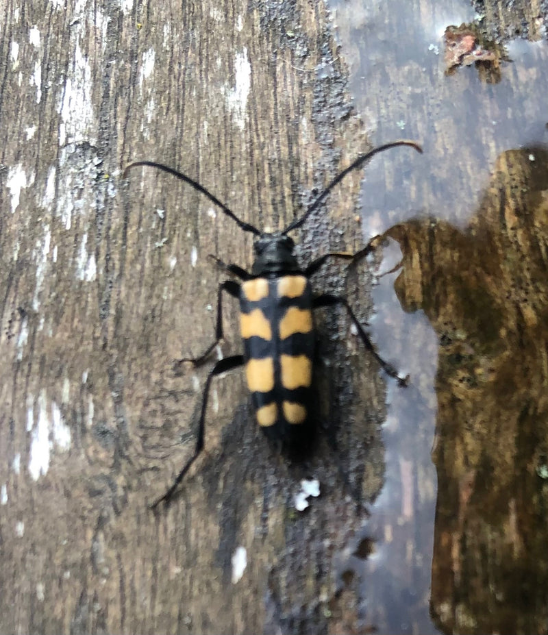 La photo montre un Clyte bélier posé sur une surface en bois humide. Ses motifs caractéristiques noirs et jaunes sont clairement visibles.