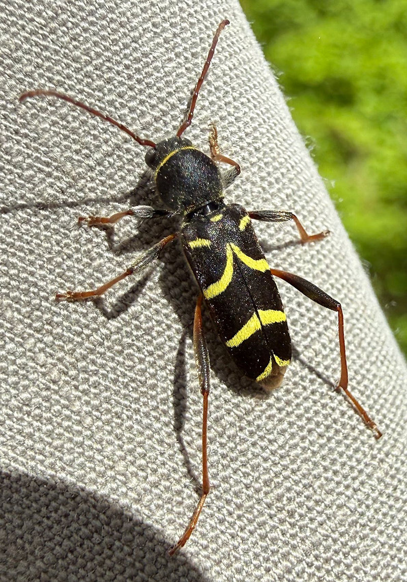 Un Clyte arriéré est posé sur une surface textile grise. Les bandes jaunes caractéristiques sur les élytres noirs sont clairement visibles.
