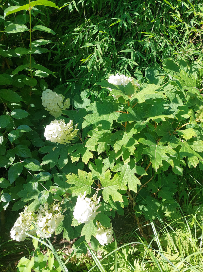 Hortensia à feuilles de chêne — Bild 1