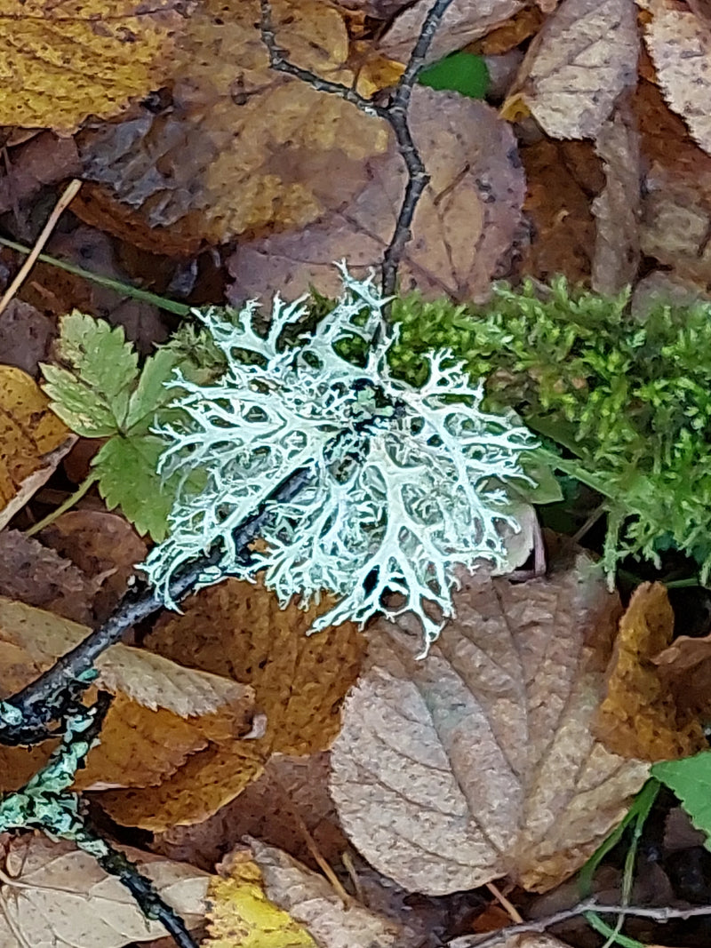 Un thalle gris-vert clair de mousse de chêne est fixé à une fine brindille posée sur des feuilles mortes au sol en forêt.