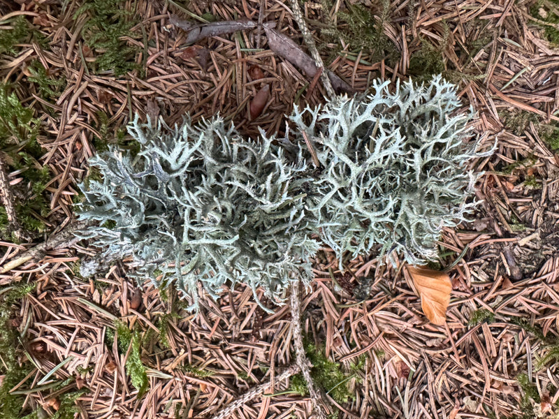 Une touffe de mousse de chêne repose sur un sol forestier couvert d'aiguilles.