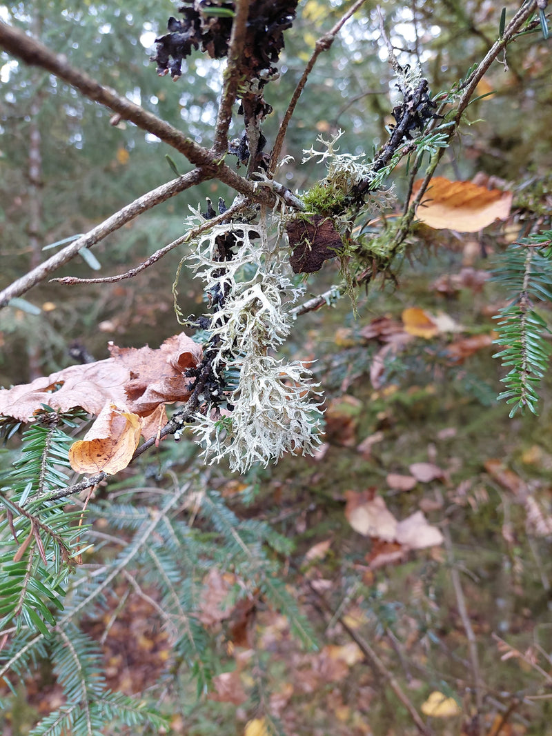 Une touffe de mousse de chêne pousse suspendue à une branche de conifère dans une forêt automnale.