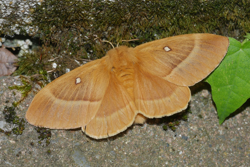 Papillon du chêne — Bild 1