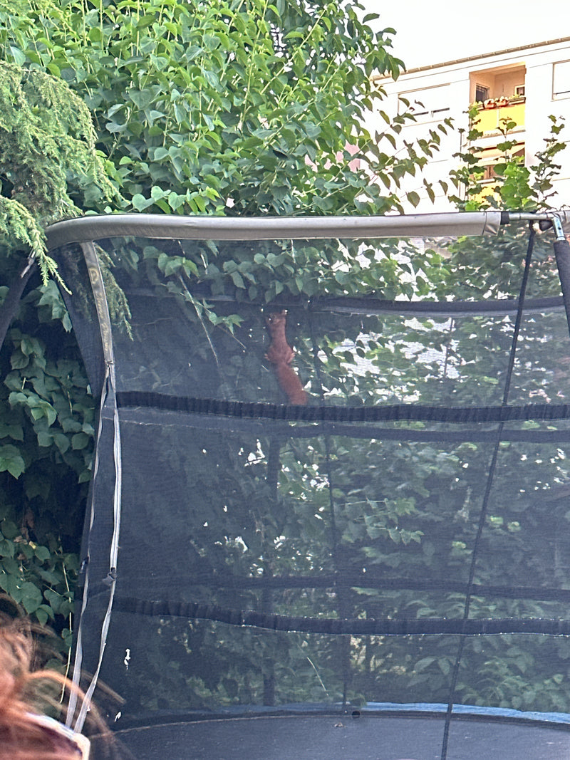 Un écureuil roux européen grimpe dans le feuillage dense derrière le filet d'un trampoline. L'animal est partiellement masqué par la structure.