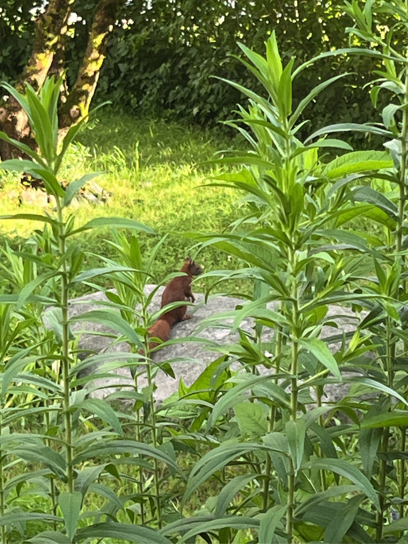 Un écureuil roux est assis attentivement sur une pierre dans un jardin, entouré de plantes vertes.