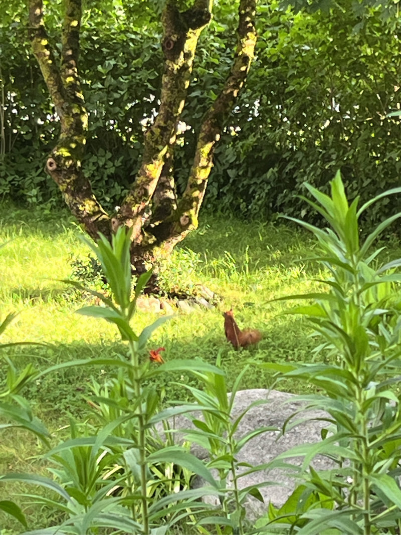 Un écureuil roux européen est assis sur une prairie verte devant un grand arbre.