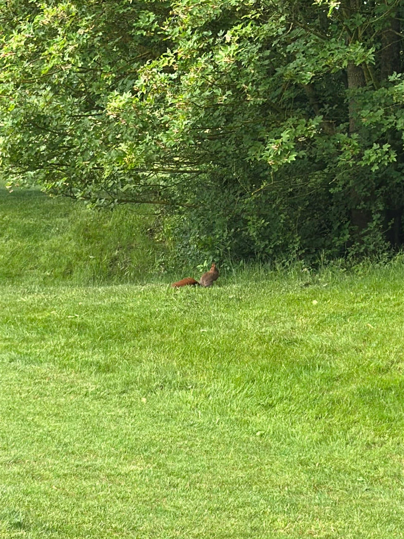 Un écureuil roux européen est assis de profil sur une prairie verte devant un buisson dense. L'animal est bien reconnaissable.