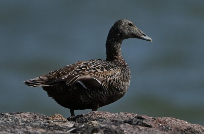 Canard Eider — Bild 1