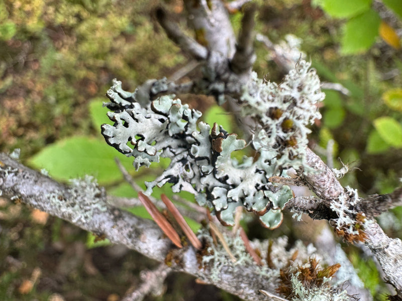 Un lichen foliacé se développe avec des lobes gris-vert sur une branche ligneuse.
