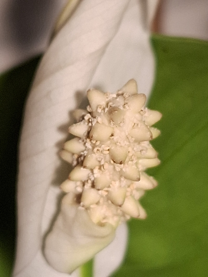 Feuille simple — Bild 4