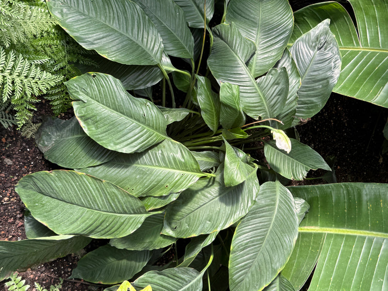 Vue de dessus d'un spathiphyllum aux feuilles vert brillant et denses, présentant une seule fleur.