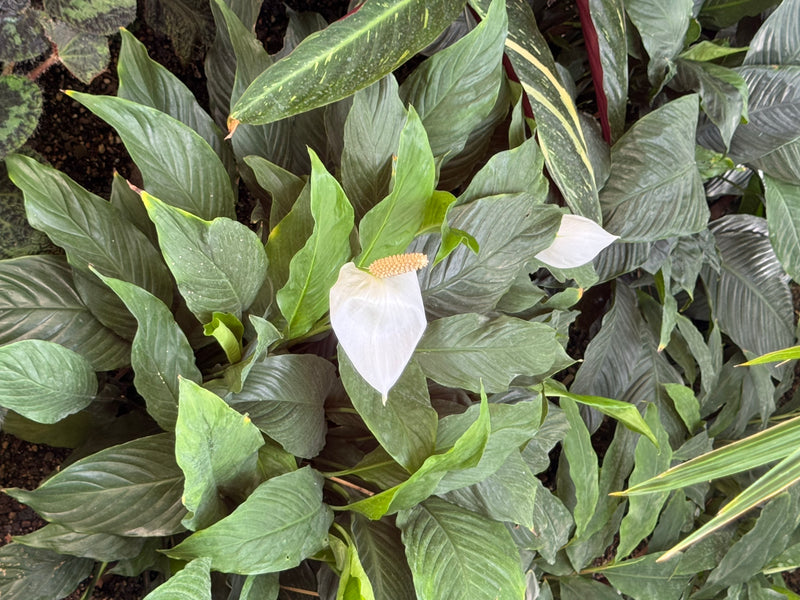 Un spathiphyllum en fleur avec des feuilles vert luisant et une spathe blanche caractéristique entourant le spadice.