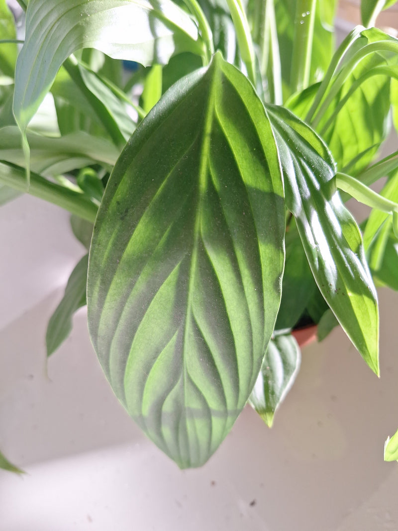 Feuille simple — Bild 2