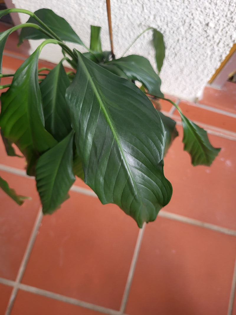 Feuille simple — Bild 3