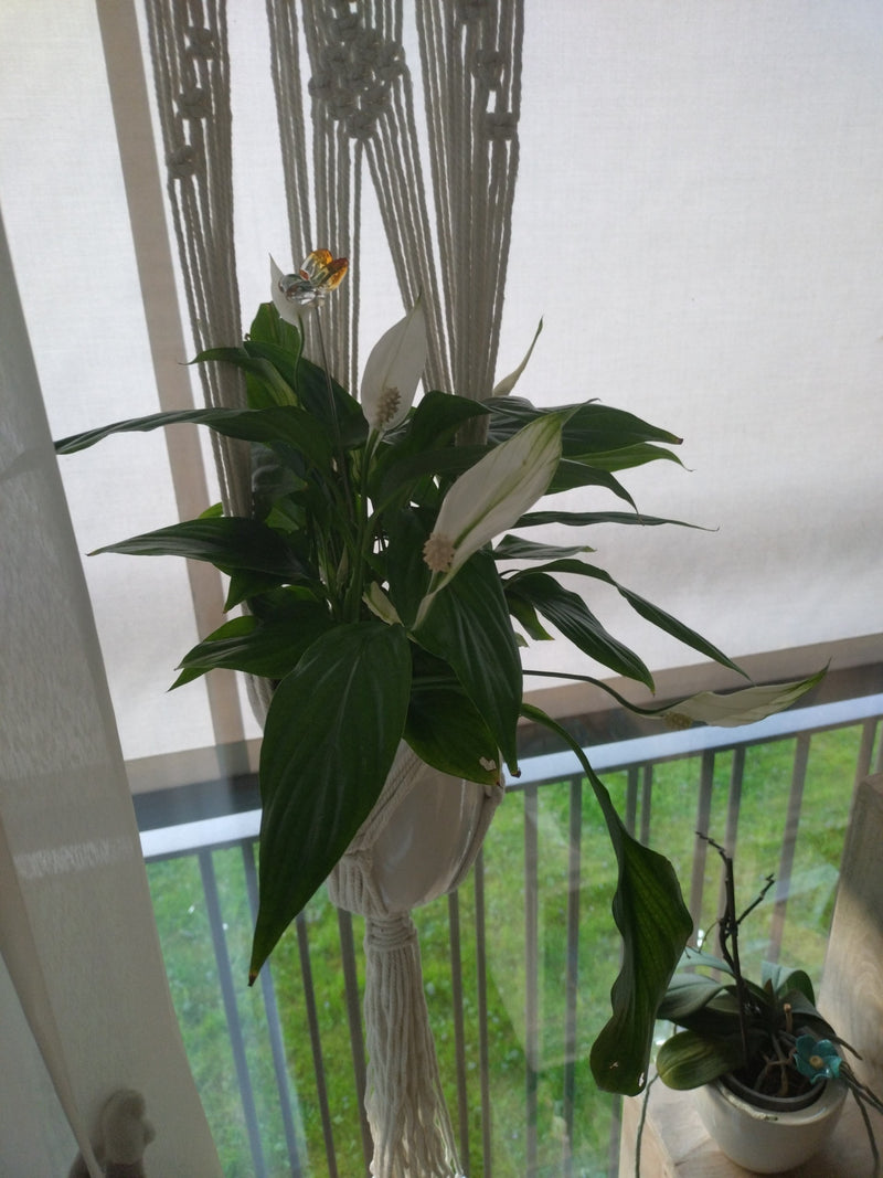 Feuille simple — Bild 1