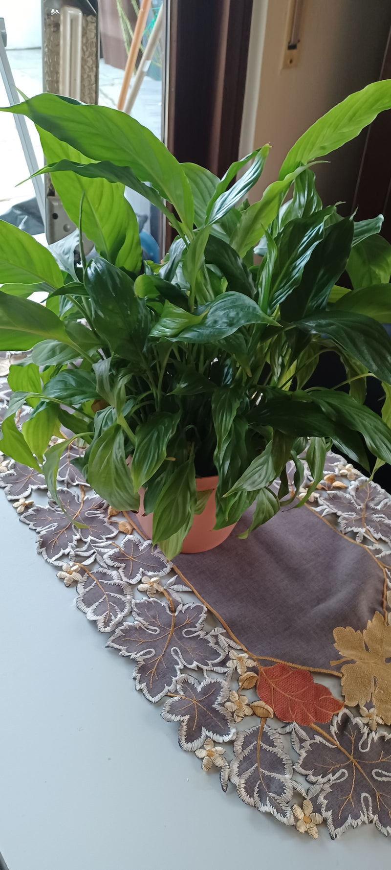 Un spathiphyllum au feuillage vert dense repose dans un pot sur un chemin de table.