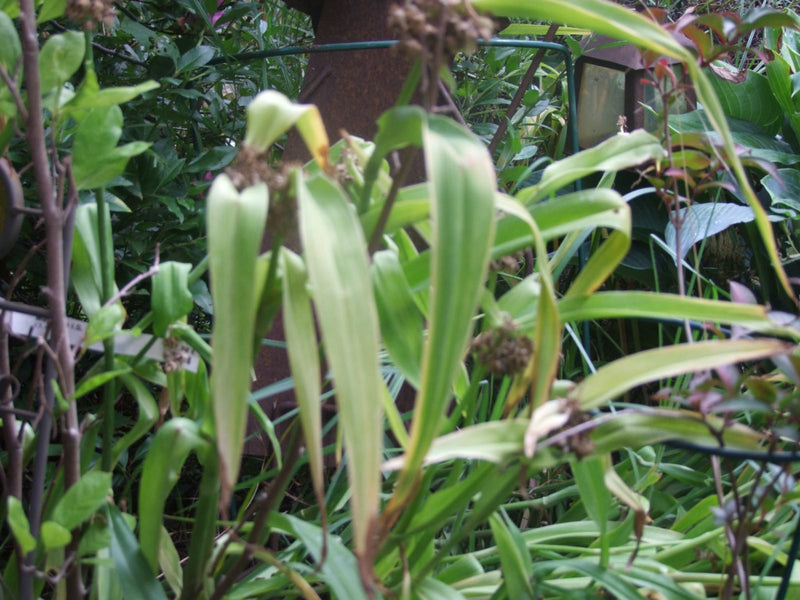 Einfacher Igelkolben — photo 1 sur 1