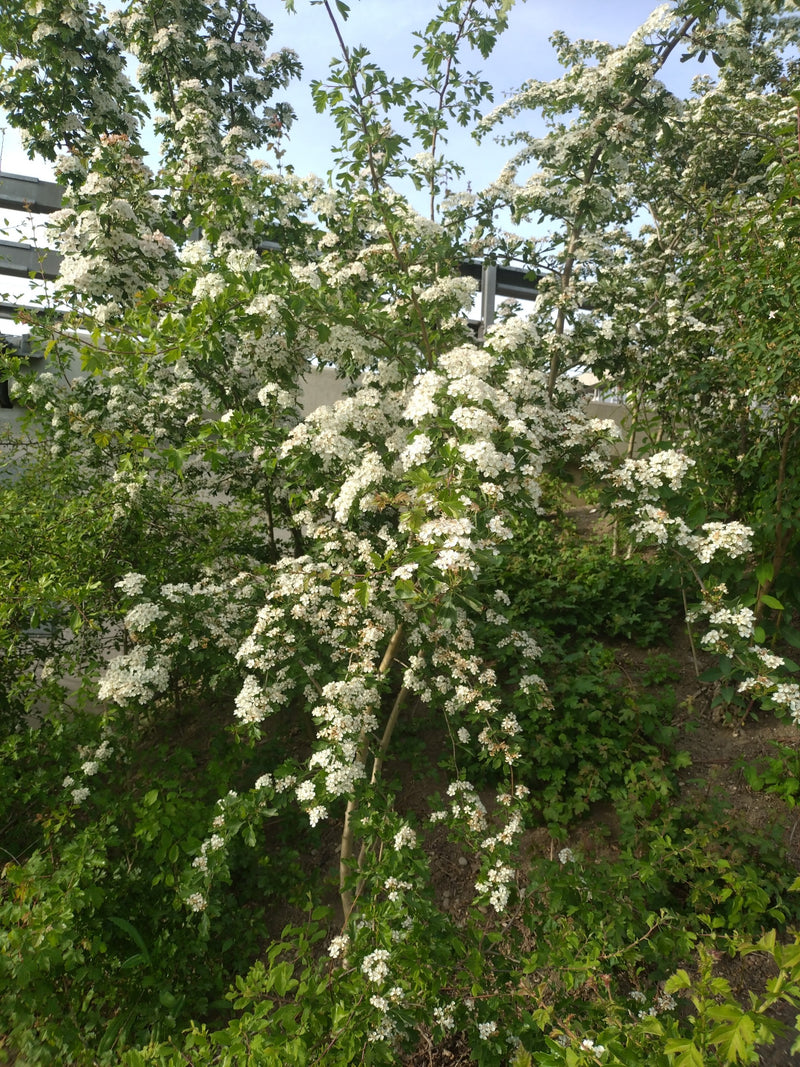 Aubépine — Bild 5