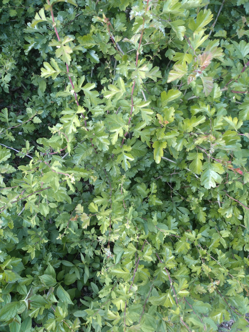 Aubépine — Bild 3